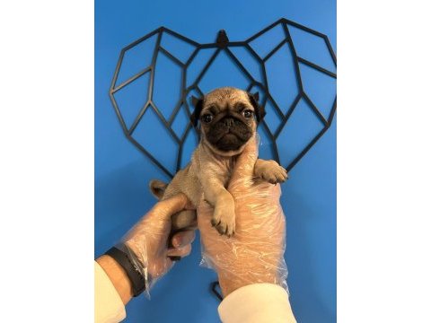 Orijinal pug mops bebekler