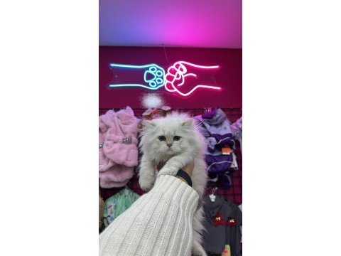 Show kalite son british shorthair yavrularımız