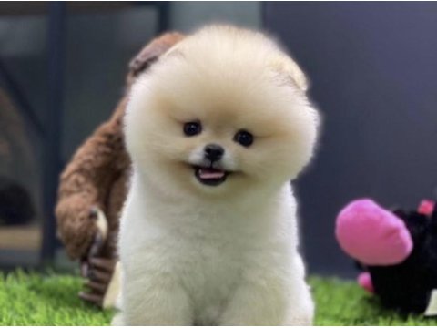 Pomeranian boo yavrusu