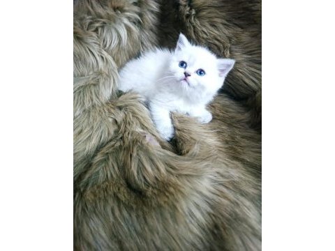 Anne baba şecereli harika bir yavru british shorthair