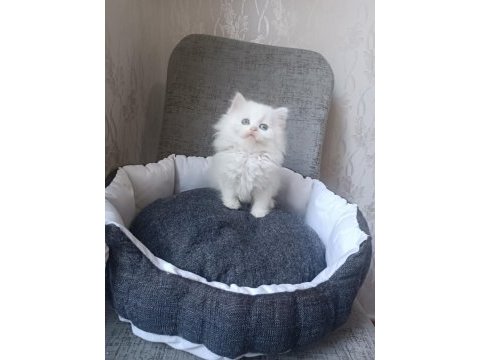 British longhair beyaz ve blue point yavrularımız