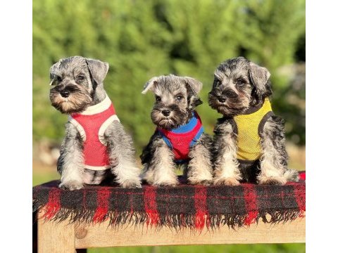 Fcı secereli miniatute schnauzer yavruları