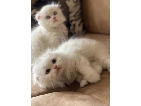 Ultra kalite orijinal scottish fold bebeklerimiz