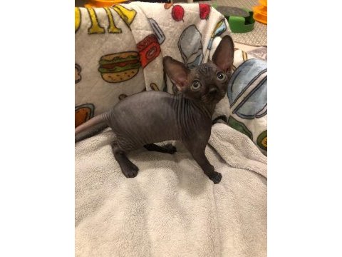0 tüy colorful sphynx bebekler