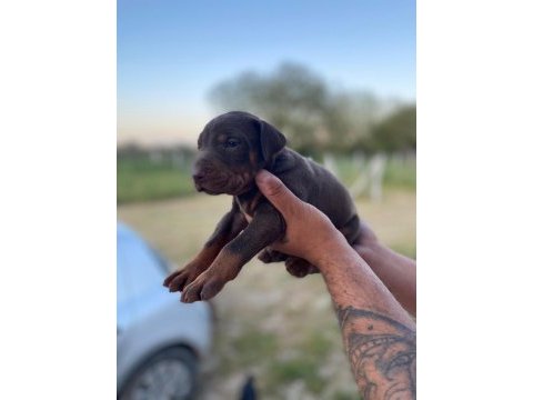 Erkek kızıl doberman yavrular