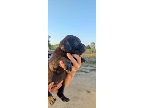 Dünya şampiyonu kan hattı cane corso