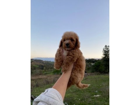 3,5 aylık maltipoo
