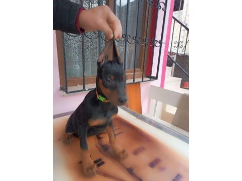 King doberman yavrular