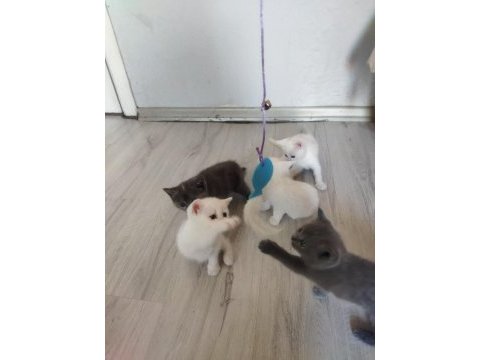 Bakmadan geçmeyin her renk kedimiz mevcut