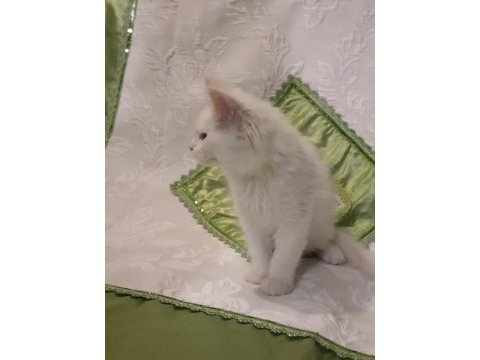 Maine coon yavru kedilerimiz