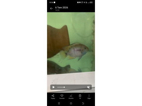 Sajica ciklet balığı