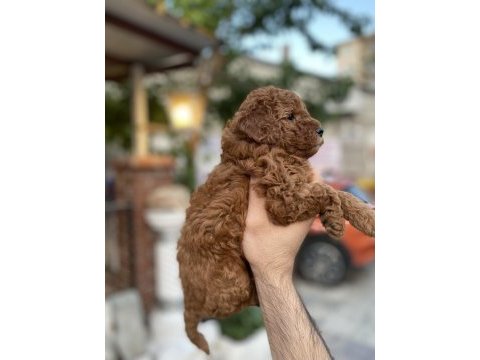 Toy poodle red brown yavrumuz uygun sahiplendirilecektir