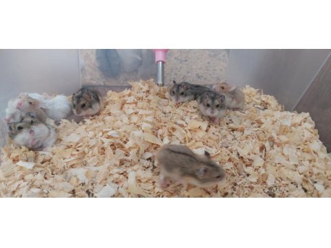 Fırından taze çıkan gonzales hamster yavruları