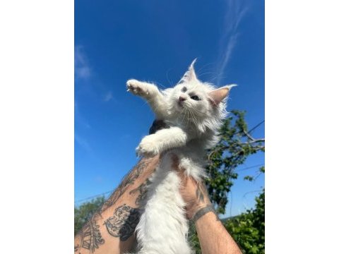 Safkan mavi gözlü maine coon xxl şecereli