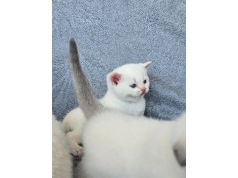 British shorthair red point
