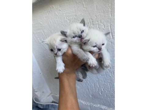 British shorthair ve scottish longhair yavrularımız