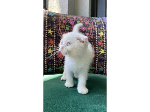 Bembeyaz kırık kulak scottish fold yavru