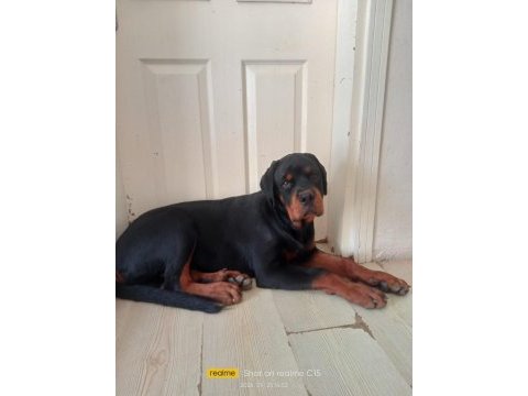 A şecere türkiye grand şampiyonu rottweiler
