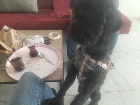 Zeytin kızımıza çifleştirmek üzere eş arıyoruz maltese