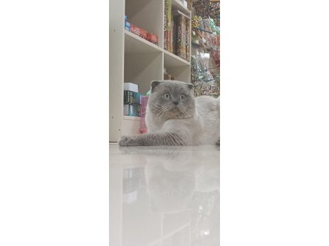 Erkek çiftleşme deneyimli bluepoint