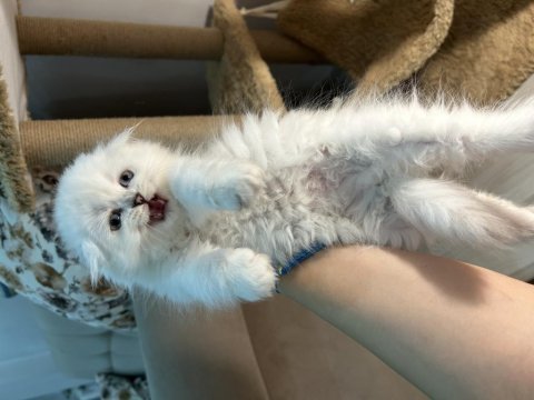 British longhair mükemmel ötesi bebekler
