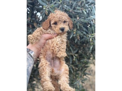 Bebek yüz poodle yavrularımız hazır