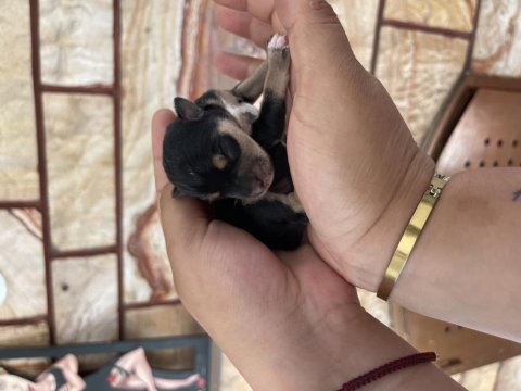Anne altından rezerve schnauzer bebekler