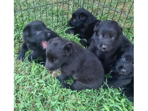 Akkuş üretim çiftliğinden siyah kurt yavruları