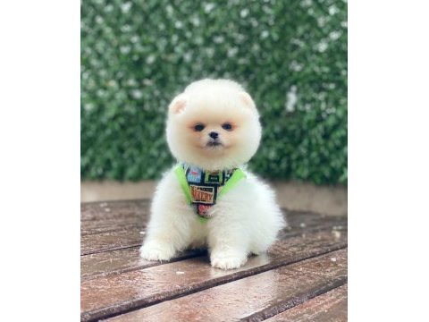 A kalite pomeranian boo