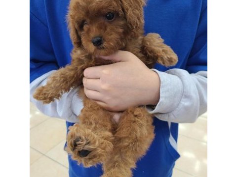 Toy poodle yavruları