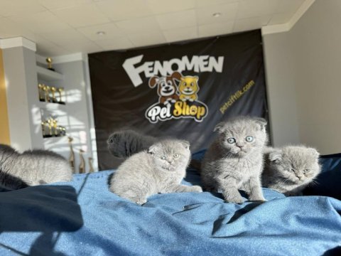 Scottish fold yavrularımız hazır ankara