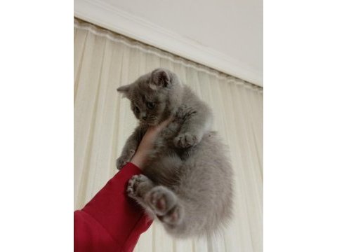 3 aylık kedimiz sahiplendiriyoruz