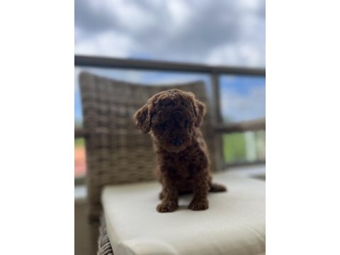 Toy poodle kore
