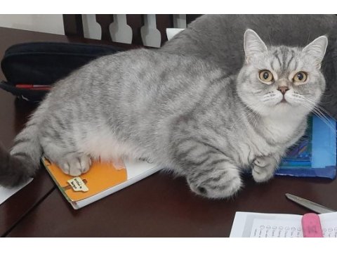 Sevimli british shorthair maya