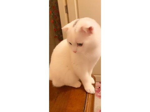 Kedi prens bal scottish fold
