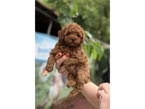 Micro teacup kore red poodle