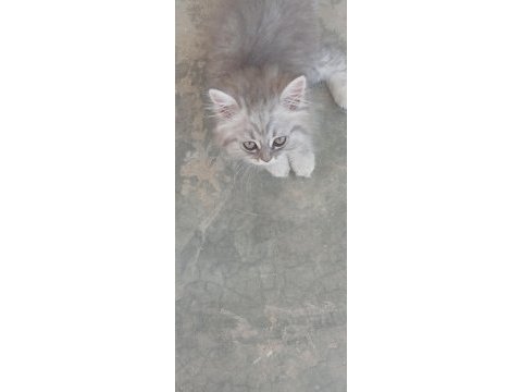 Kedi 2 aylık british shorthair mama yiyor