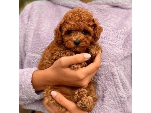 Poodle yavrular