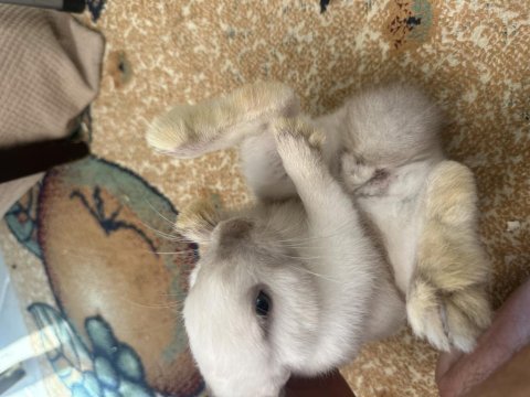 6 aylık cüce tavşan iyi bakabilecek bir aileye