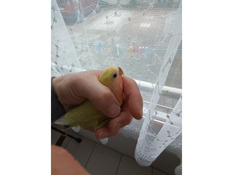 Yeme düşmüş mutasyon sevda bebekler