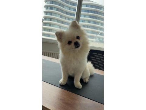 Pomeranian boo köpeği