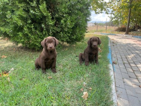 Safkan ırk garantili labrador retriever yavruları