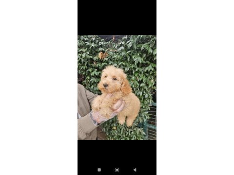 Irk ve sağlık garanti poodle yavrularımuz