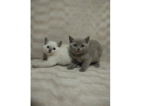 Erkek ve dişi safkan british shorthair bebekler