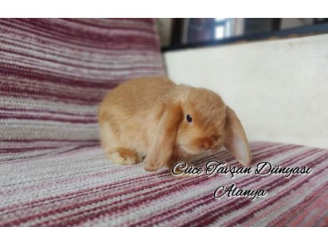 Cüce lop/miniatur lop cüce tavşan çiftliği alanya