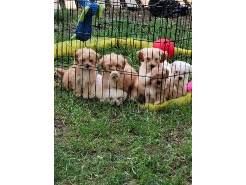 Maltipoo miniklerimiz