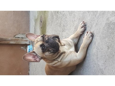 1,5 yaşında french bulldog erkek