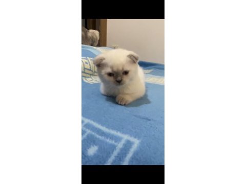 Scottish fold blue point dişi