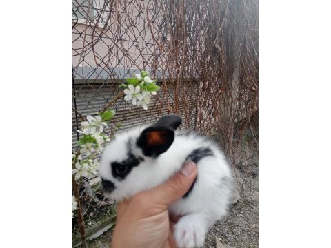 Hollanda lop tavşanı 1 aylık