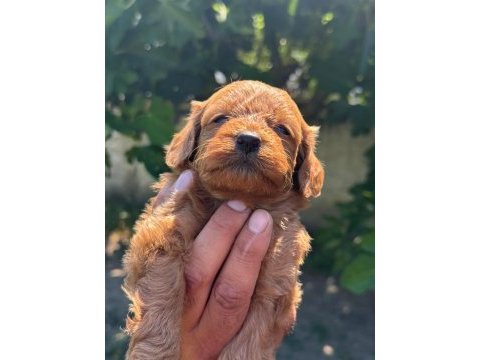 Dunya tatlısı maltipoo minikler